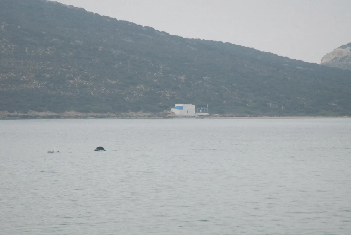 View across to Despotiko islet from the Antiparos coast